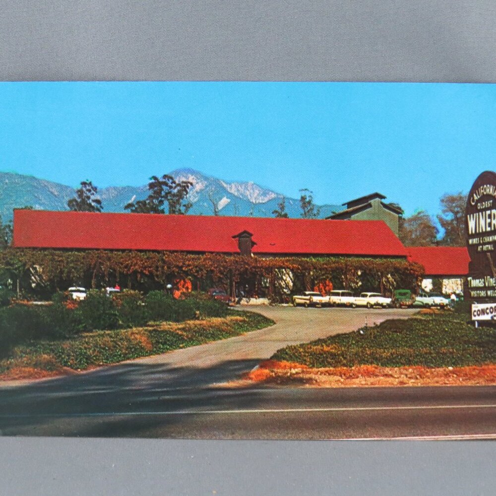 Vintage Postcard - Thomas Vineyard Cucamonga California - Columbia